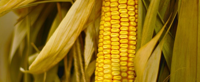 SGS Polska jest częścią projektu polegającego na monitorowaniu zawartości mykotoksyn w kukurydzy.